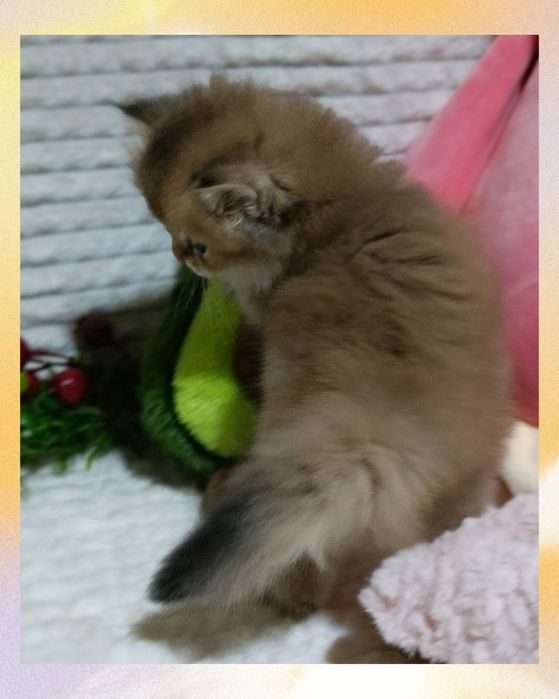 Шикарний пухнастий красунчик Золота Шиншила британчик