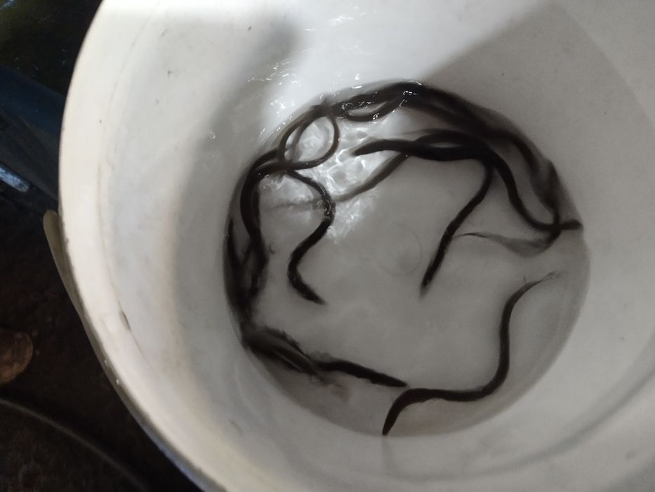 Narybek sandacz karp lin amur koi