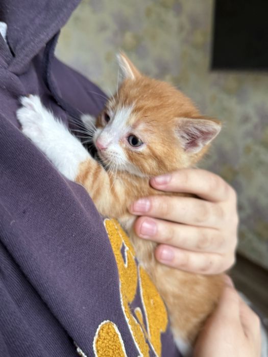 Котенята в добрі руки