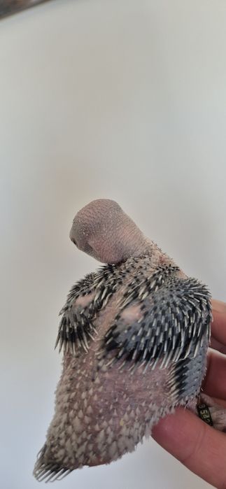 Ring neck azuis e azuis turquesa para  criar a mão