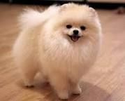 Кремові мішкі міні