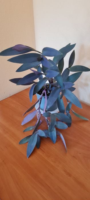 Duża gęsta mocna zdrowa trzykrotka purpurowa  + gratis