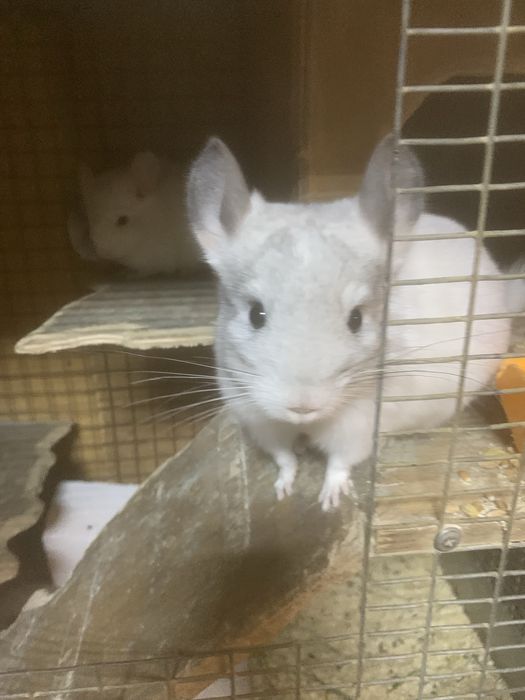 Домашні улюбленці-гризуни