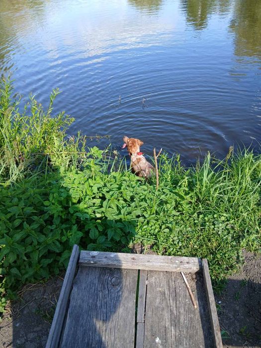 Розпродаю пітомнік ЕПАНЬОЛЬ БРИТОНІВВ