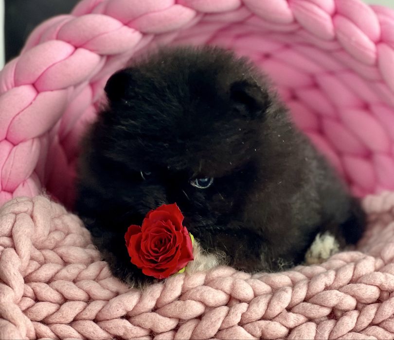 ***Szpic Miniaturowy,Pomeranian-cudowna puchata sunia***