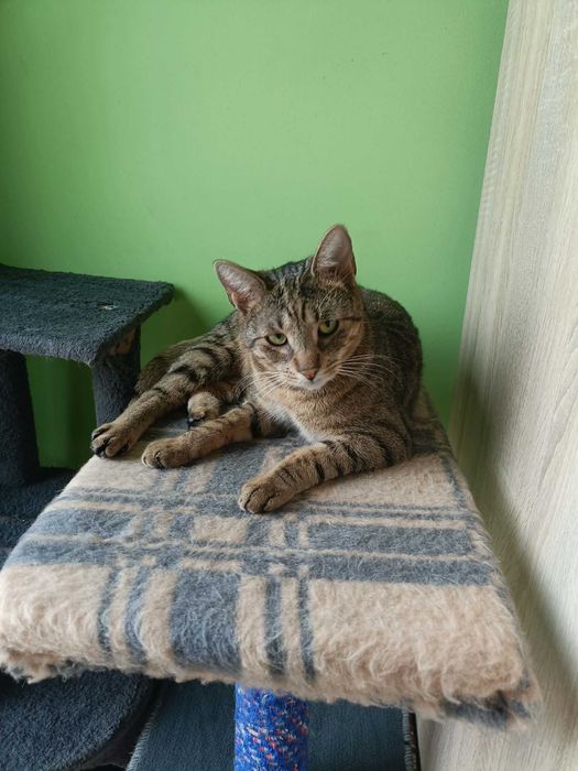 Eddie – Twój osobisty, mruczący budzik szuka domu!