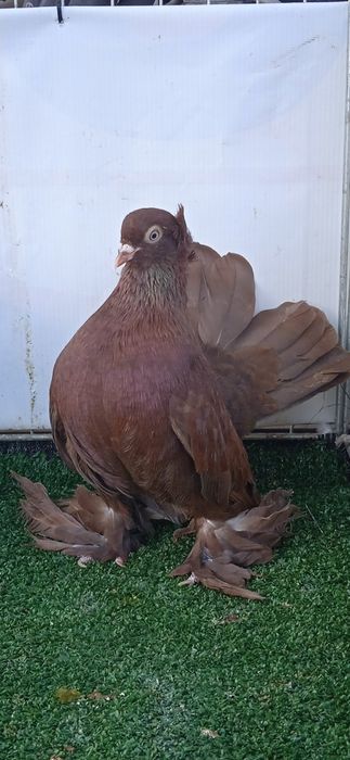 Gołębie ozdobne , rostowskie  , uralski samczyk z 24 r