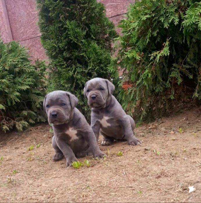 Голубі кане корси готові до переїзду