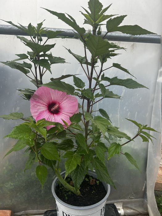 Hibiskus bagienny