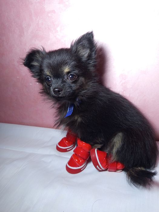 Срочно  чихуахуа.