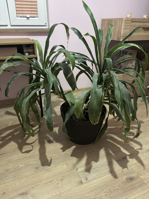 Dracena wonna duza