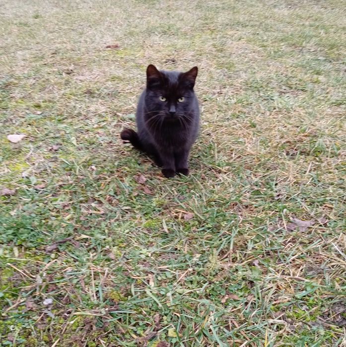 Dwa małe 5 miesięczne kotki