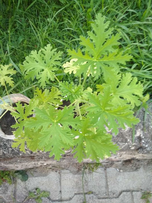 Geranium szczyrbok anginka cytrynka