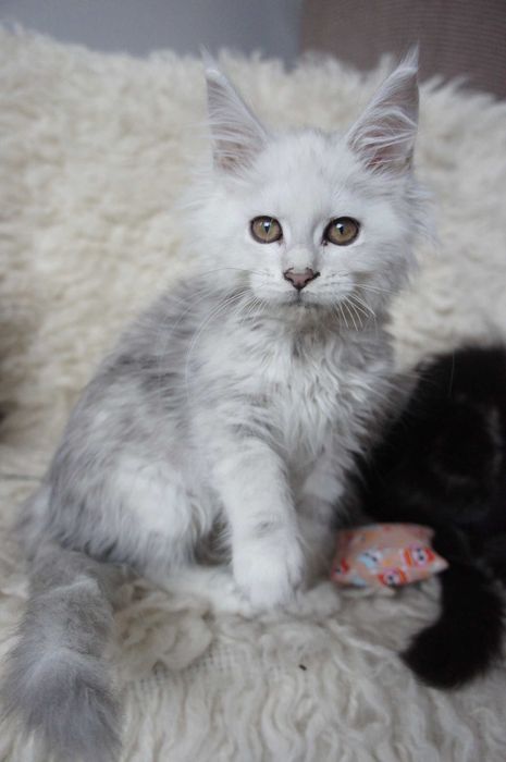 kotka Maine Coon  -FPL  bardzo jasne srebro - ojciec shaded - 6 mes.