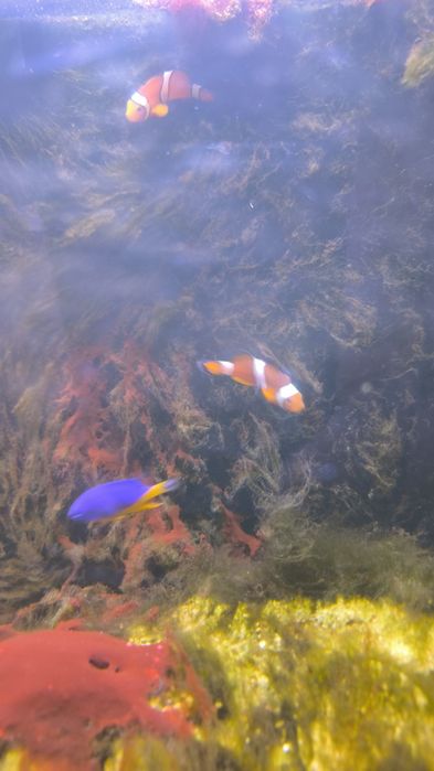 Tenho estes três peixes para despachar