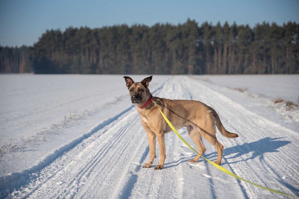 AMI – radość na czterech łapach szuka domu na zawsze