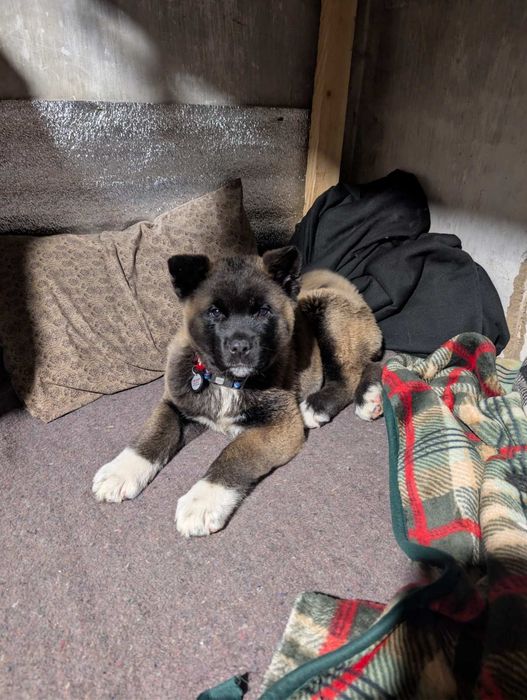 Акітодіти Американські