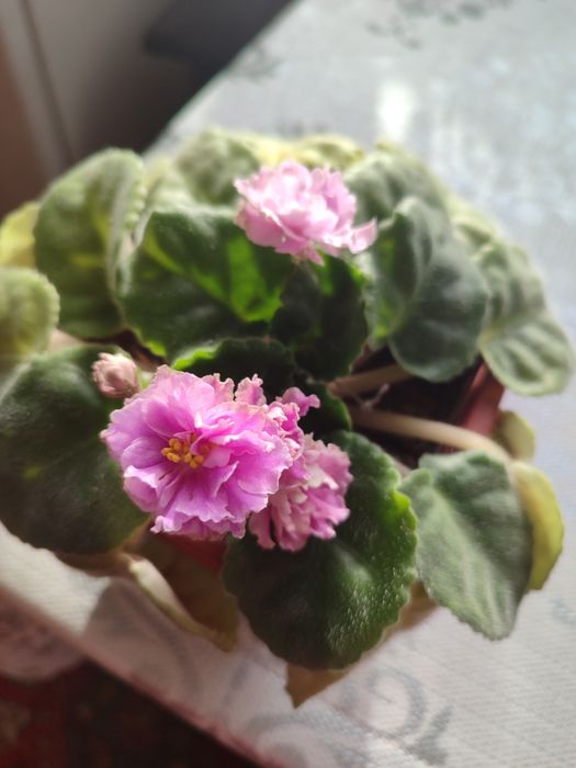Продам фиалки махровые розовые