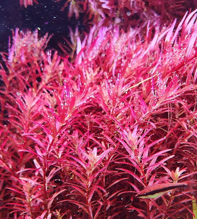 Plantas aquáticas conj. 5 mudas
