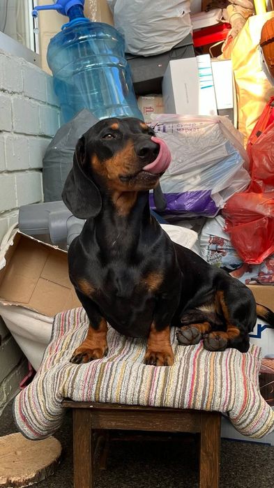 Такса мальчик ищет девочку