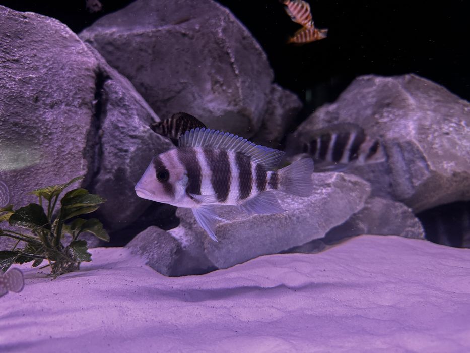 Frontosa borundi