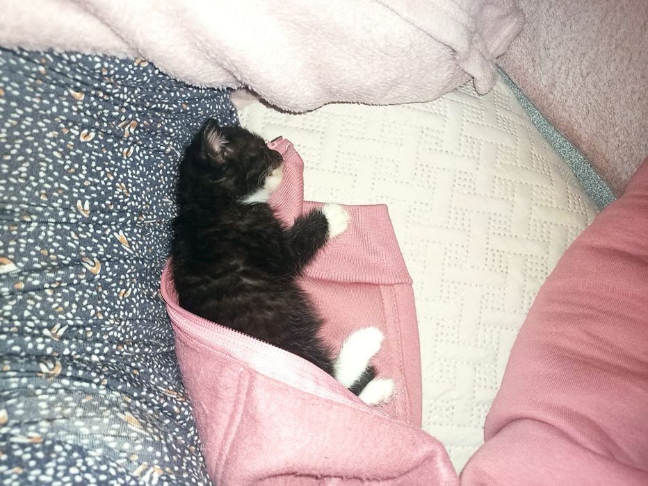 Kochane kotki szukają dobrego domu