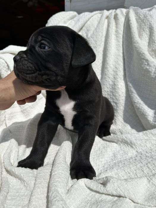 Чорний красунчик Альфред, 1,5 місяця. Кане-Корсо