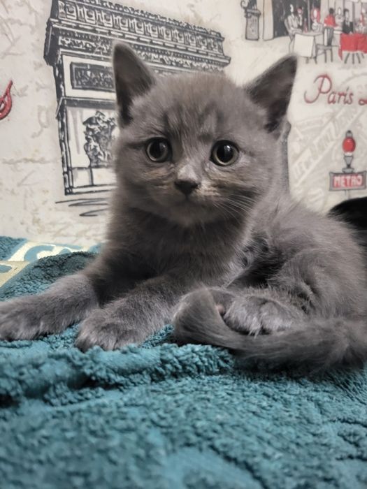 Хлопчик британець