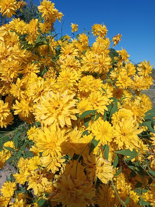 Rudbekia naga błyskotliwa omszona