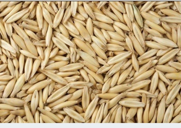 Sprzedam zboża owies,pszenica jara rok po centrali,pszenzyto