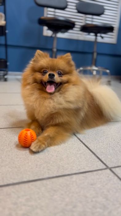 Курси.Навчання на Грумінг Майстра.Чернігів