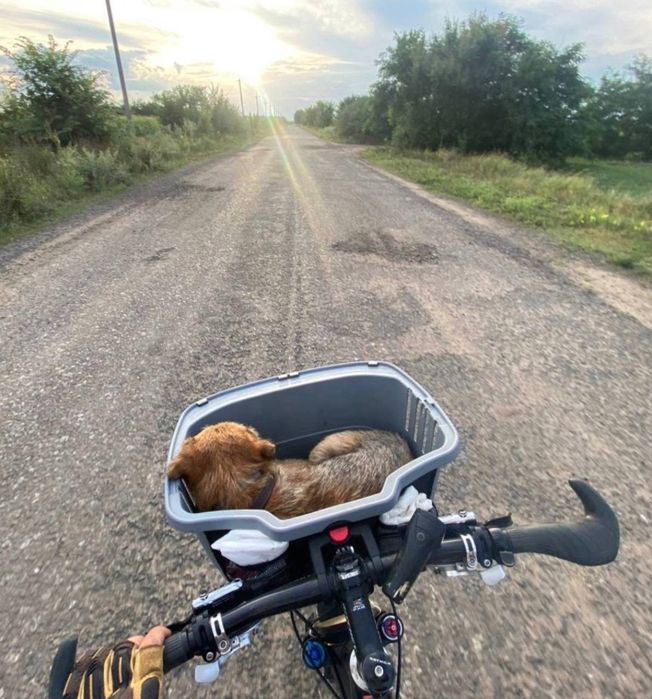 Border terrier Бордер тер'єр Бордер терьер
