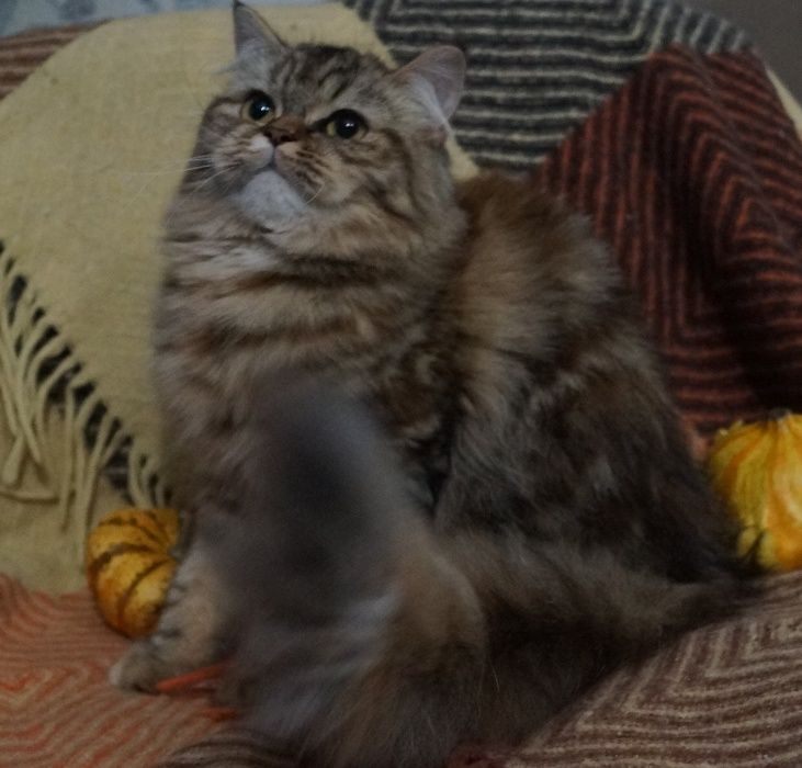 Нарядный хайленд страйт с самым приятным ми-ми-ми характером