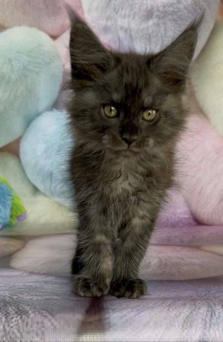 Кошенята Мейкун в модних окрасах!