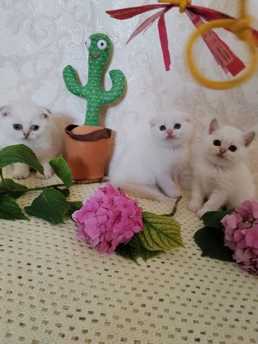 Шотландские котята