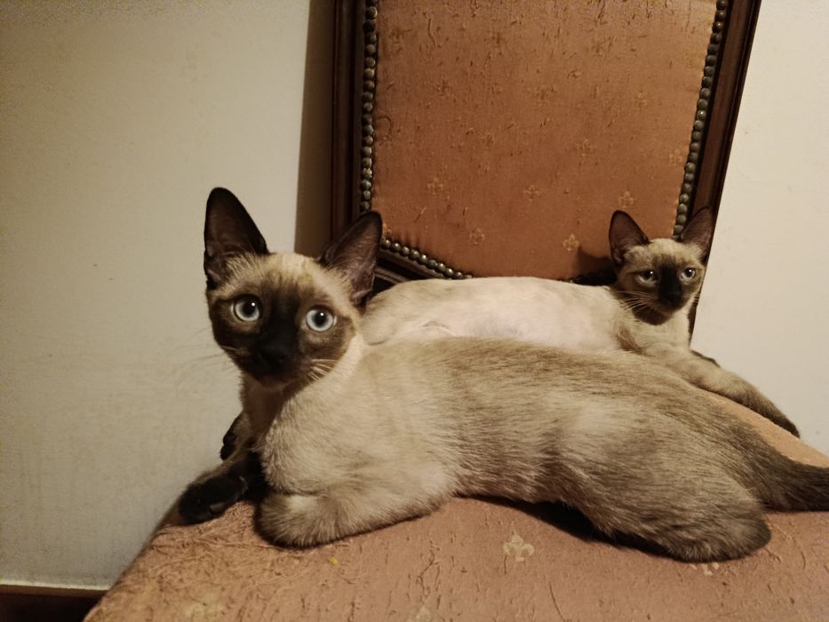 Gatinhos siamêses para adoção