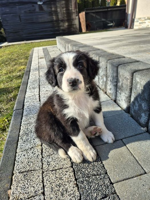 Szczeniak Border collie