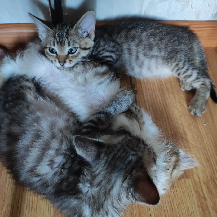 Кошенята в добрі руки
