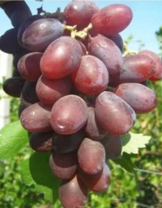 Winogron HARITON. Sadzonka winorośli1,2m