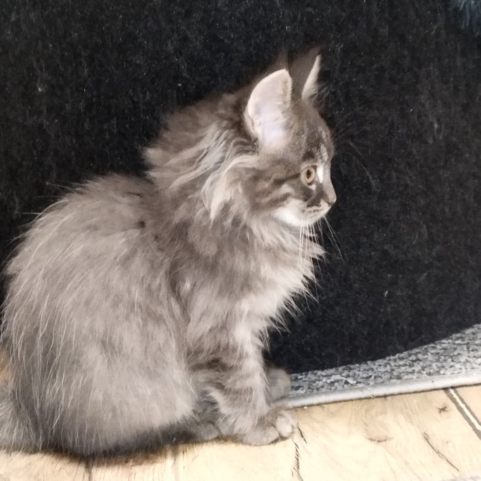 Kocurek niebieski Maine Coon