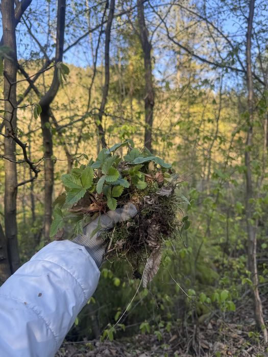 Саджанці суниці Карпатської лісової