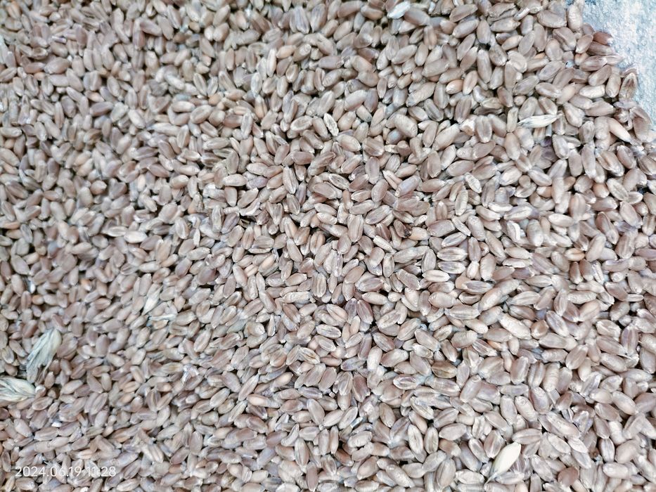 Sprzedam pszenicę i jęczmień