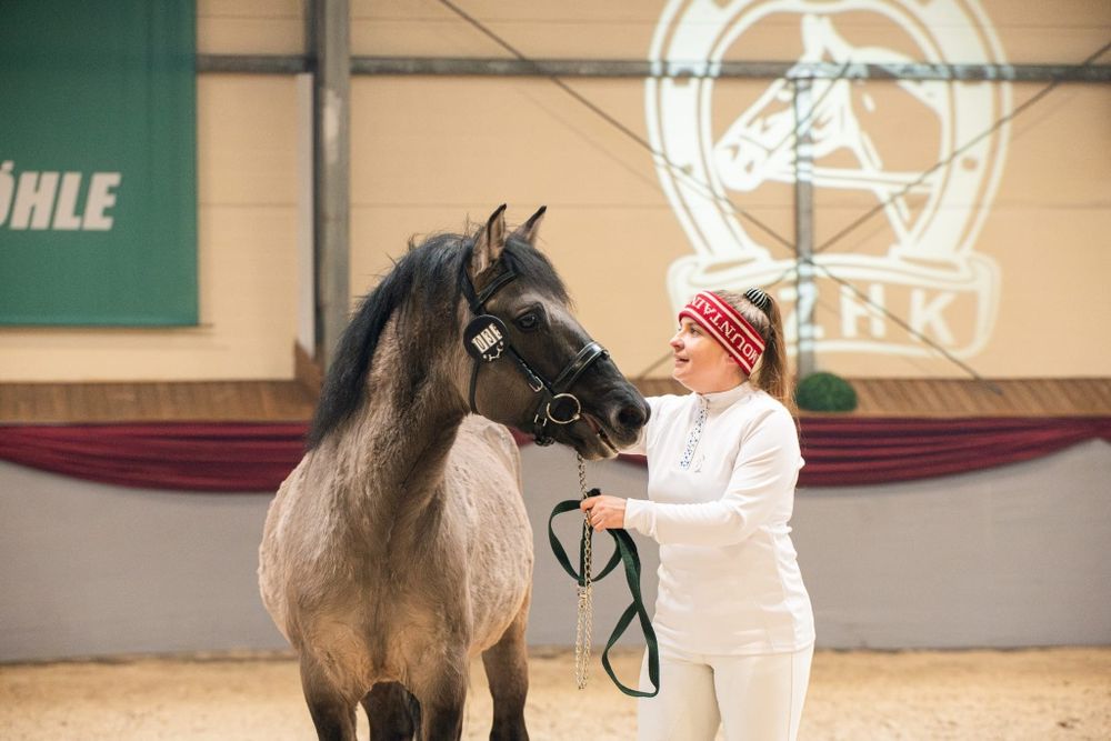 Sprzedam Ogiera Konika Polskiego