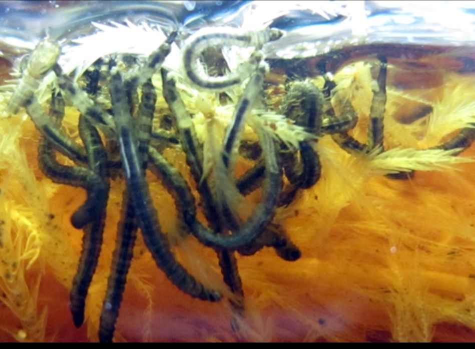 Larvas de Psychodas e moscas  Comida Viva natural