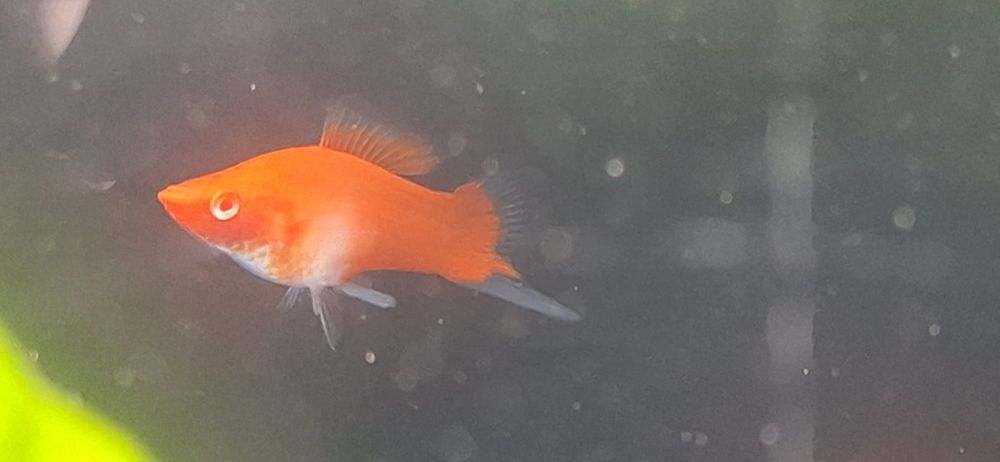 sprzedam Mieczyk samiec