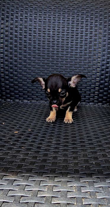 Chihuahua macho