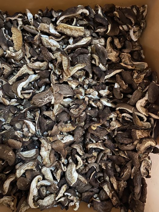 Cogumelos desidratados Bio