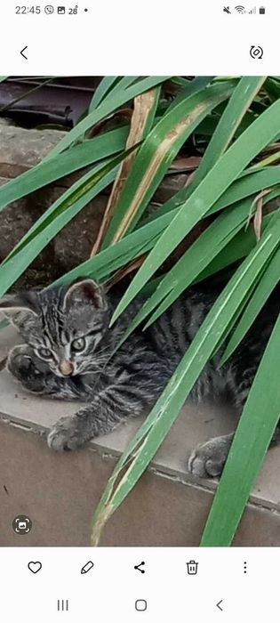 Серенький котенок-шустрик-ОТДАМ!