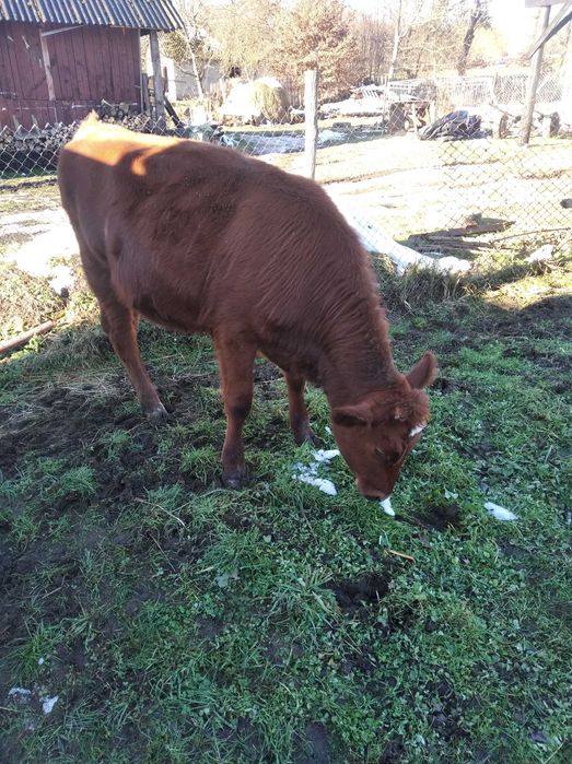 Продам теличку  в добрі руки на тримання.