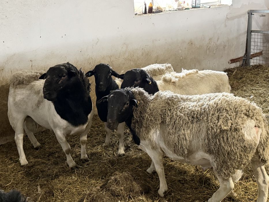 Продам племінного барана породи  Дорпер